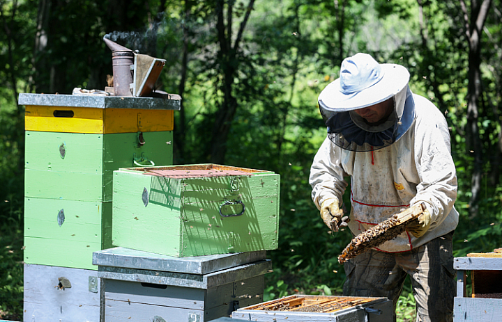 Эксперты: Спрос на приморский мед растет в России и за ее пределами