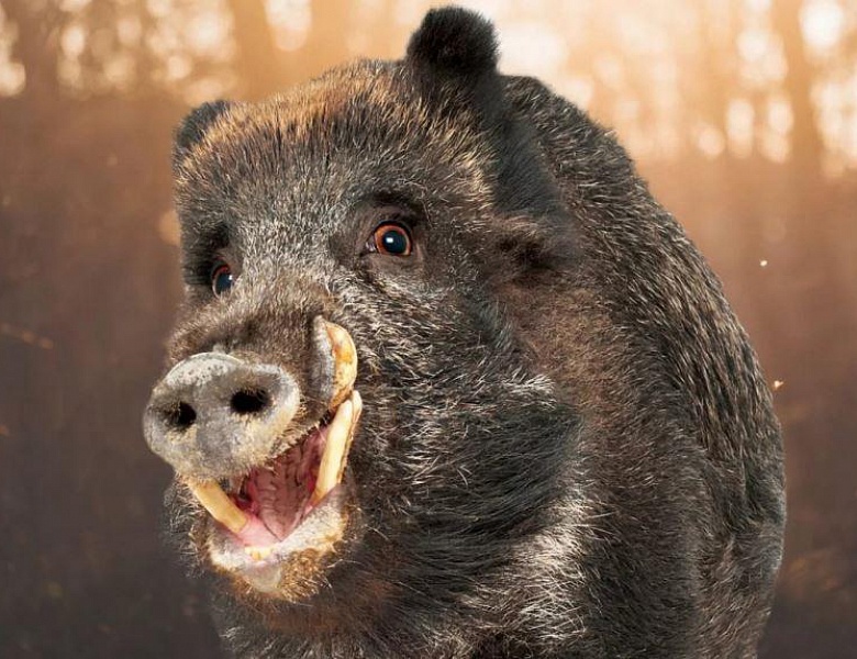 На территории Кировского района выявлен вирус африканской чумы свиней